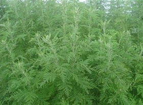 Artemisia plant 