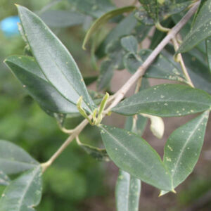 Olive Leaves 